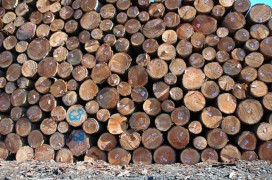 How Green Is Your Building’s Wood?