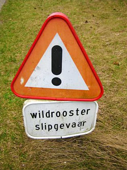 Wildrooster Slipgevaar Sign in the Netherlands. (Photo by Lori Cook)