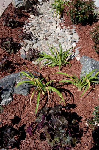 Storm water retention garden at the Fireside Apartments. Marin, California. (Photo by Oliver Shay)